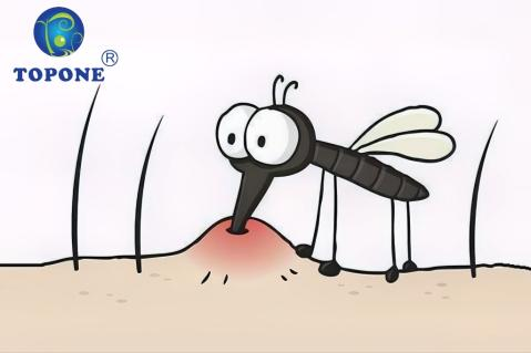 mosquito