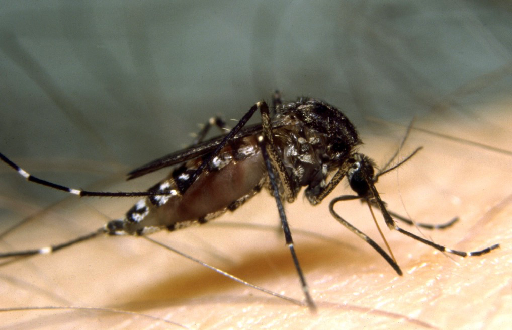 Do Mosquito Coils Really Work for You?